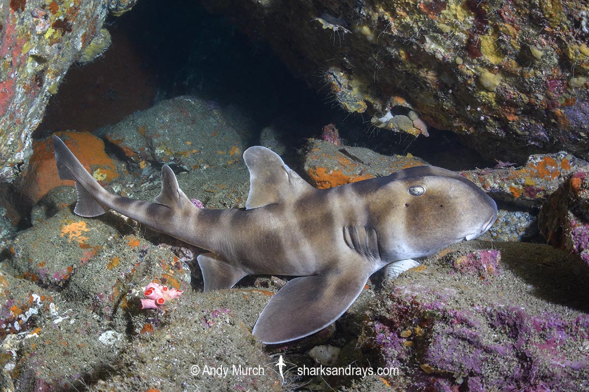 Japanese Horn Shark, Heterodontus japonicus. Aka Japanese Bullhead Shark. Boso Peninsula, Honshu Island, Japan, Pacific Ocean.