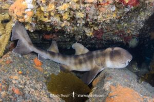 Japanese Horn Shark, Heterodontus japonicus. Aka Japanese Bullhead Shark. Boso Peninsula, Honshu Island, Japan, Pacific Ocean.