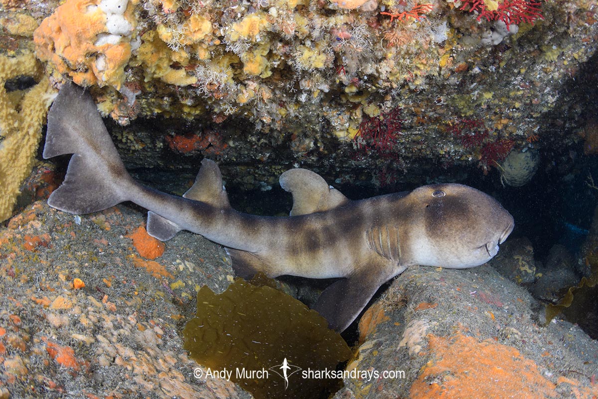 Japanese Horn Shark, Heterodontus japonicus. Aka Japanese Bullhead Shark. Boso Peninsula, Honshu Island, Japan, Pacific Ocean.