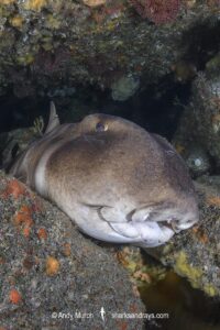 Japanese Horn Shark, Heterodontus japonicus. Aka Japanese Bullhead Shark. Boso Peninsula, Honshu Island, Japan, Pacific Ocean.