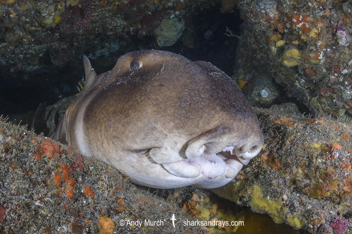 Japanese Horn Shark, Heterodontus japonicus. Aka Japanese Bullhead Shark. Boso Peninsula, Honshu Island, Japan, Pacific Ocean.
