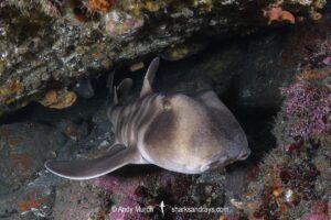 Japanese Horn Shark, Heterodontus japonicus. Aka Japanese Bullhead Shark. Boso Peninsula, Honshu Island, Japan, Pacific Ocean.