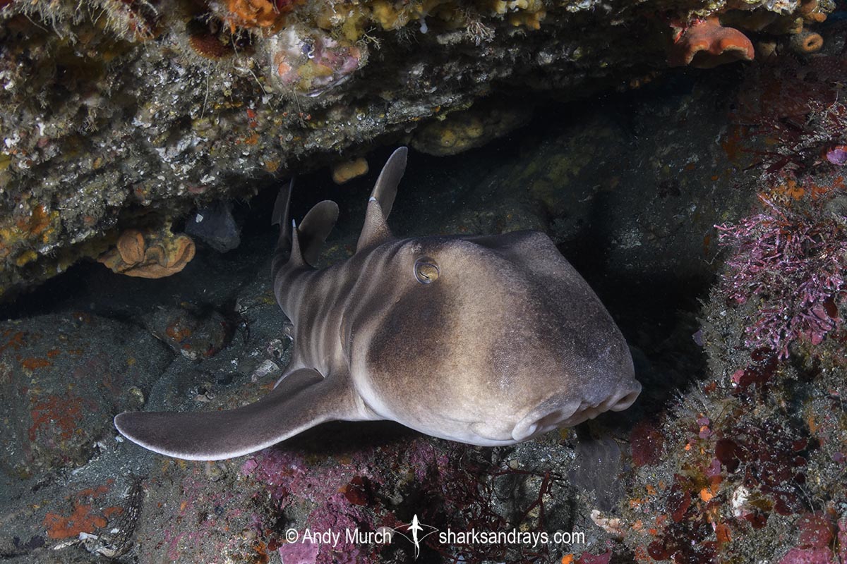 Japanese Horn Shark, Heterodontus japonicus. Aka Japanese Bullhead Shark. Boso Peninsula, Honshu Island, Japan, Pacific Ocean.