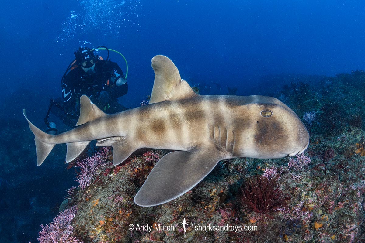 Japanese Horn Shark, Heterodontus japonicus. Aka Japanese Bullhead Shark. Boso Peninsula, Honshu Island, Japan, Pacific Ocean.