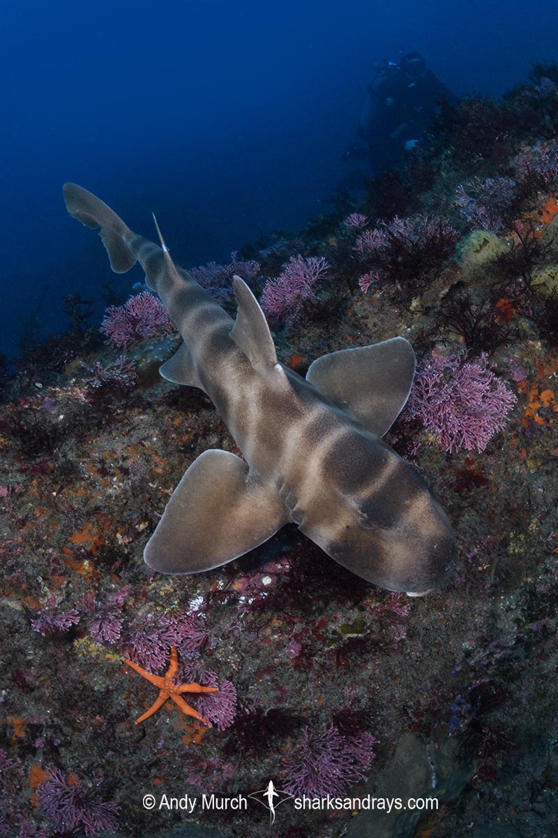 Japanese Horn Shark, Heterodontus japonicus. Aka Japanese Bullhead Shark. Boso Peninsula, Honshu Island, Japan, Pacific Ocean.