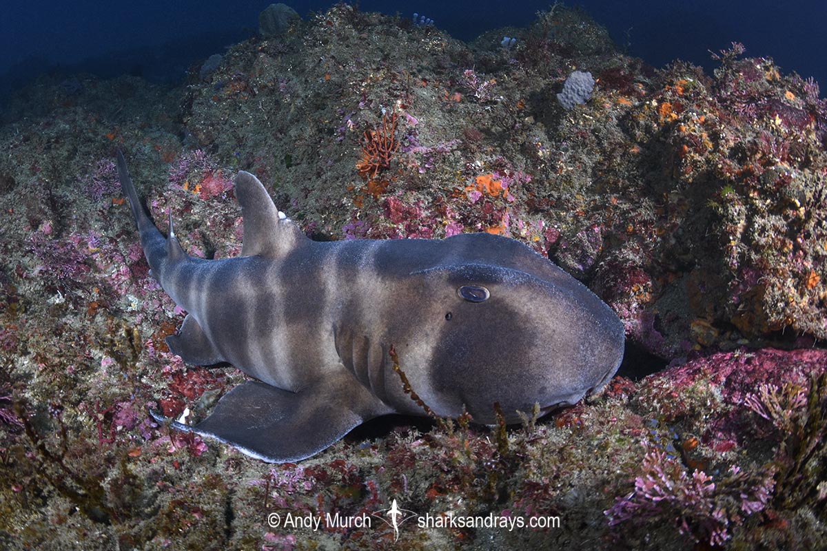Japanese Horn Shark, Heterodontus japonicus. Aka Japanese Bullhead Shark. Boso Peninsula, Honshu Island, Japan, Pacific Ocean.