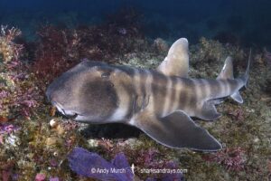 Japanese Horn Shark, Heterodontus japonicus. Aka Japanese Bullhead Shark. Boso Peninsula, Honshu Island, Japan, Pacific Ocean.