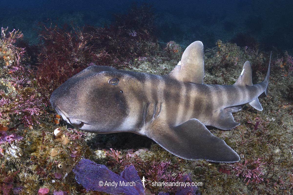 Japanese Horn Shark, Heterodontus japonicus. Aka Japanese Bullhead Shark. Boso Peninsula, Honshu Island, Japan, Pacific Ocean.