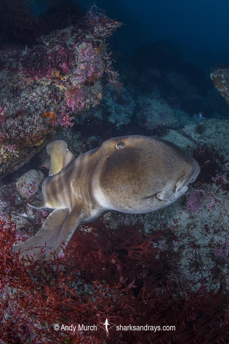 Japanese Horn Shark, Heterodontus japonicus. Aka Japanese Bullhead Shark. Boso Peninsula, Honshu Island, Japan, Pacific Ocean.