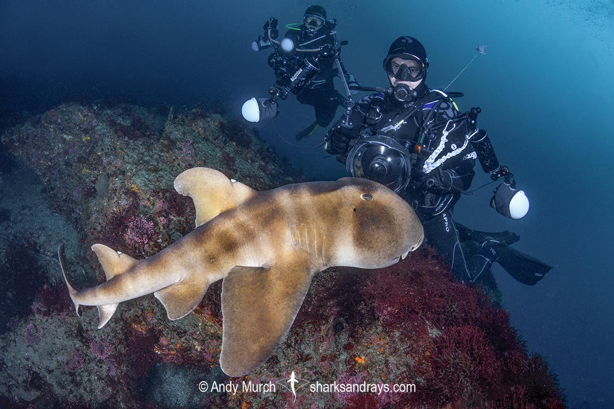 Japanese Horn Shark, Heterodontus japonicus. Aka Japanese Bullhead Shark. Boso Peninsula, Honshu Island, Japan, Pacific Ocean.