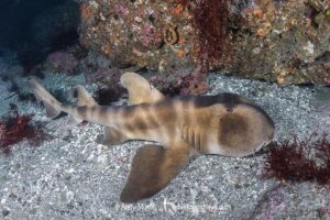 Japanese Horn Shark, Heterodontus japonicus. Aka Japanese Bullhead Shark. Boso Peninsula, Honshu Island, Japan, Pacific Ocean.