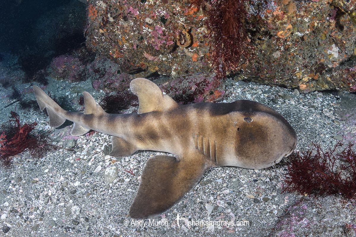 Japanese Horn Shark, Heterodontus japonicus. Aka Japanese Bullhead Shark. Boso Peninsula, Honshu Island, Japan, Pacific Ocean.