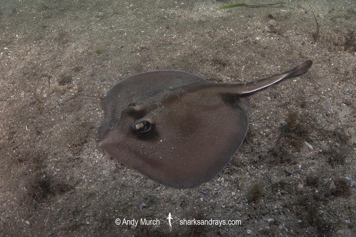 Kapala Stingaree, Urolophus kapalensis. Manly Beach, New South Wales, Australia, southwestern Pacific Ocean.