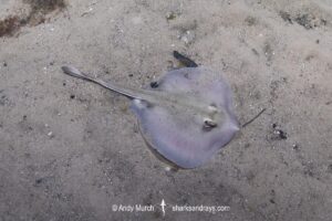 Kapala Stingaree, Urolophus kapalensis. Little Beach, Nelson Bay, New South Wales, Australia, southwestern Pacific Ocean.
