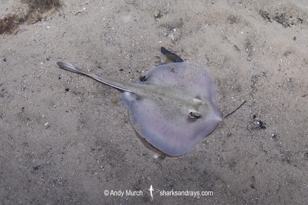 Kapala Stingaree, Urolophus kapalensis. Little Beach, Nelson Bay, New South Wales, Australia, southwestern Pacific Ocean.