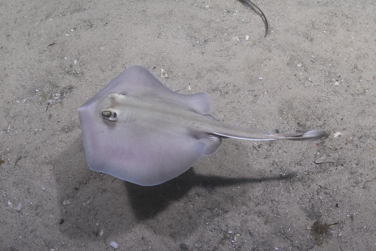 Kapala Stingaree, Urolophus kapalensis. Little Beach, Nelson Bay, New South Wales, Australia, southwestern Pacific Ocean.