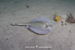 Kapala Stingaree, Urolophus kapalensis. Little Beach, Nelson Bay, New South Wales, Australia, southwestern Pacific Ocean.