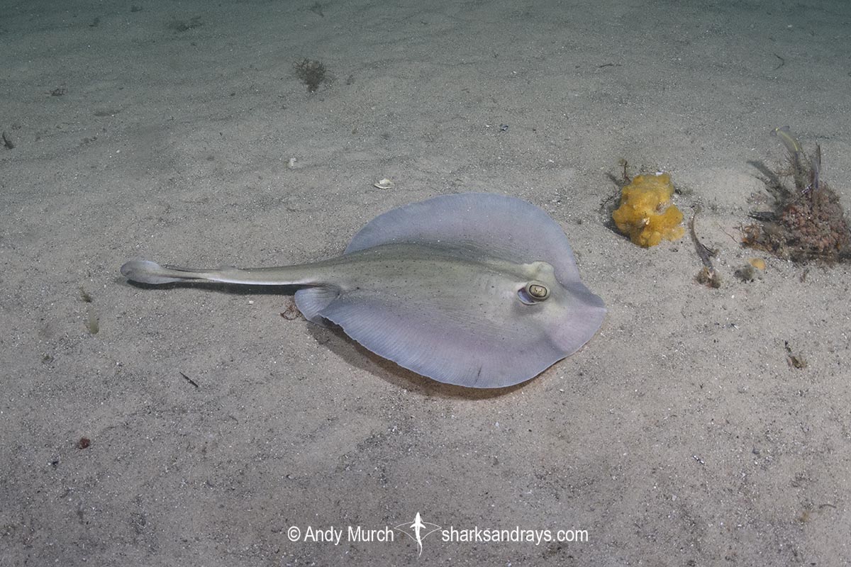 Kapala Stingaree, Urolophus kapalensis. Little Beach, Nelson Bay, New South Wales, Australia, southwestern Pacific Ocean.