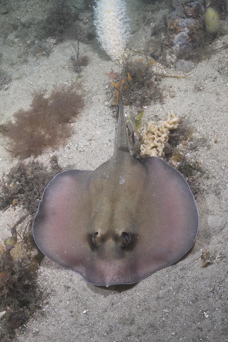 Kapala Stingaree, Urolophus kapalensis. Broughton Island, Nelson Bay, New South Wales, Australia, southwestern Pacific Ocean.