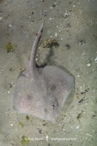 Melbourne Skate, Spiniraja whitleyi. Juvenile. Blackman's Bay, Derwent Estuary, Tasmania, Australia, Pacific Ocean.