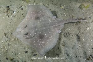 Melbourne Skate, Spiniraja whitleyi. Juvenile. Blackman's Bay, Derwent Estuary, Tasmania, Australia, Pacific Ocean.