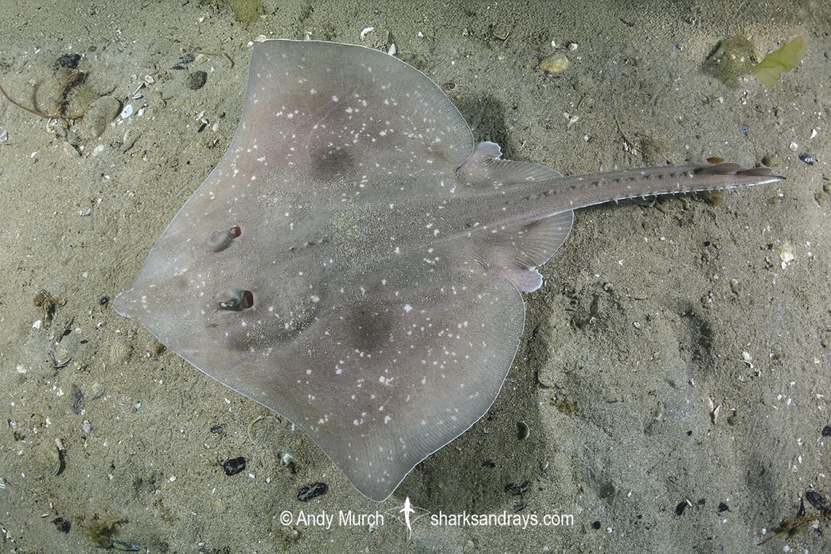 Melbourne Skate, Spiniraja whitleyi. Juvenile. Blackman's Bay, Derwent Estuary, Tasmania, Australia, Pacific Ocean.
