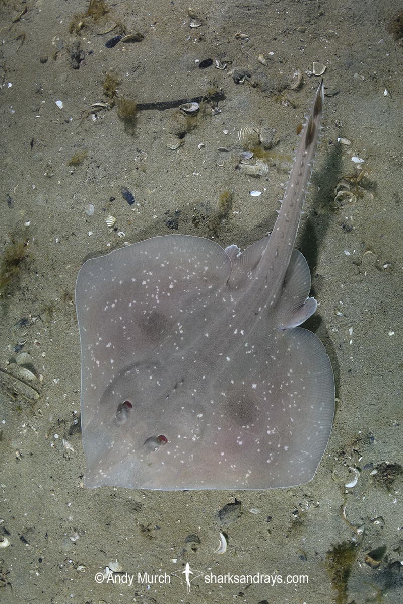 Melbourne Skate, Spiniraja whitleyi. Juvenile. Blackman's Bay, Derwent Estuary, Tasmania, Australia, Pacific Ocean.