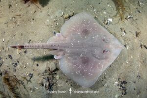 Melbourne Skate, Spiniraja whitleyi. Juvenile. Blackman's Bay, Derwent Estuary, Tasmania, Australia, Pacific Ocean.