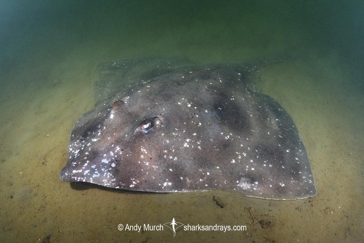 Melbourne Skate, Spiniraja whitleyi. Rosny Point, Derwent Estuary, Tasmania, Australia, Pacific Ocean.