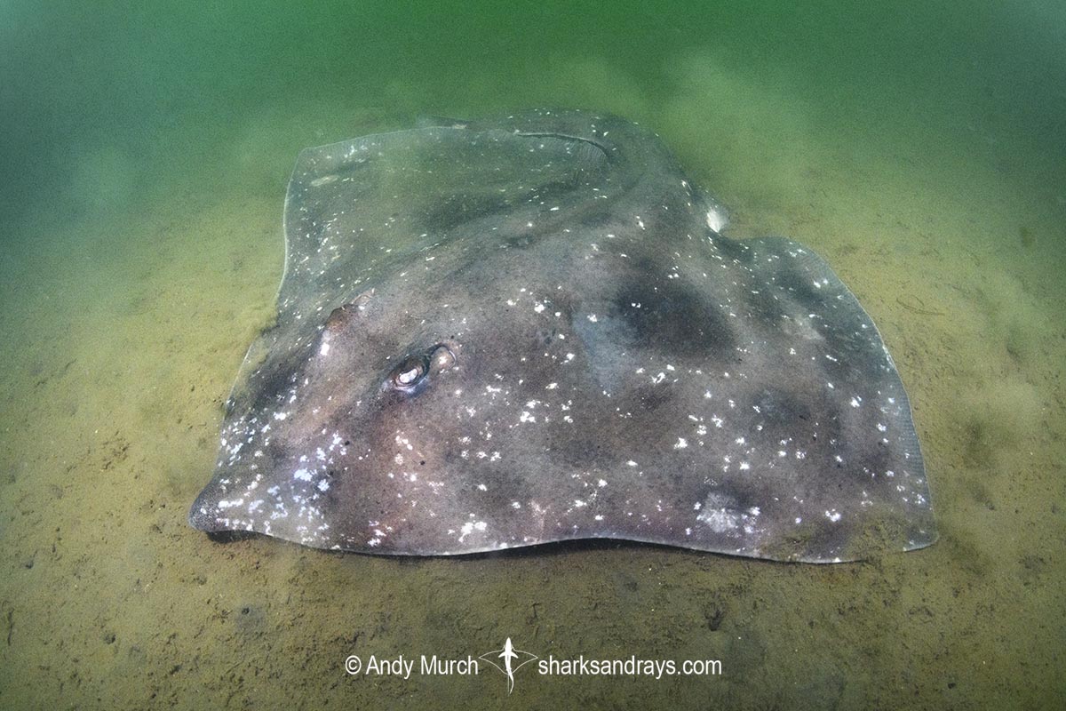 Melbourne Skate, Spiniraja whitleyi. Rosny Point, Derwent Estuary, Tasmania, Australia, Pacific Ocean.
