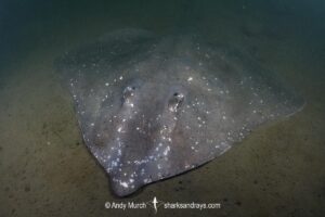 Melbourne Skate, Spiniraja whitleyi. Rosny Point, Derwent Estuary, Tasmania, Australia, Pacific Ocean.