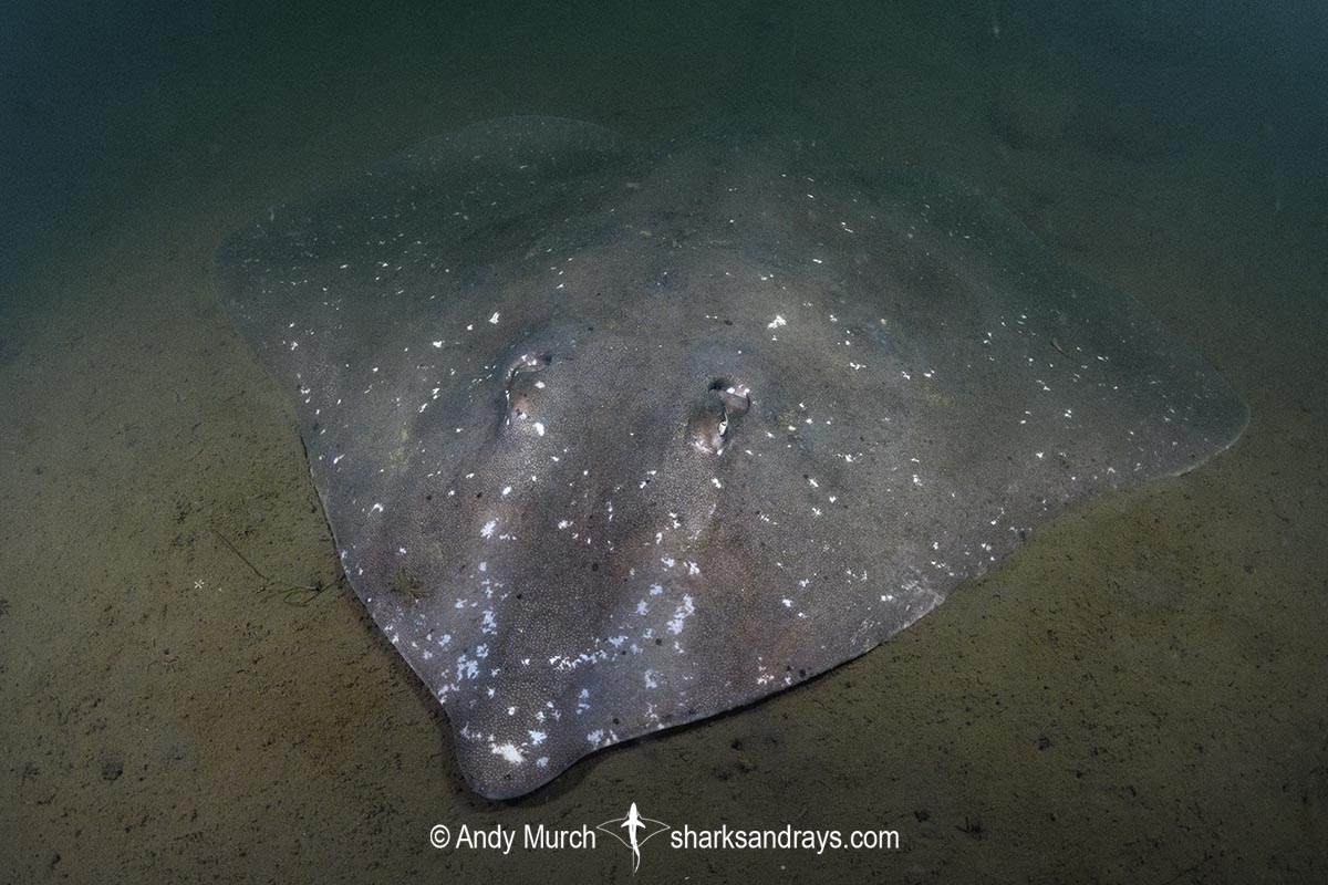 Melbourne Skate, Spiniraja whitleyi. Rosny Point, Derwent Estuary, Tasmania, Australia, Pacific Ocean.