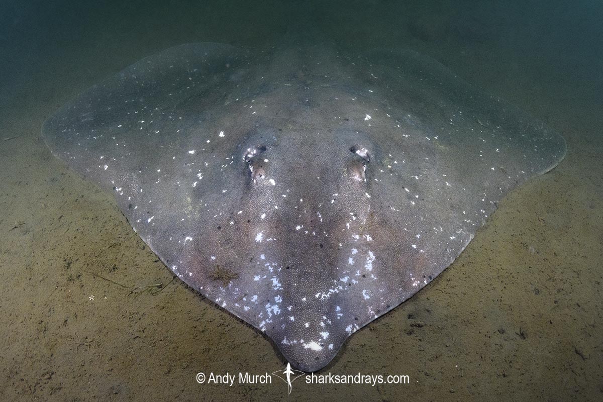 Melbourne Skate, Spiniraja whitleyi. Rosny Point, Derwent Estuary, Tasmania, Australia, Pacific Ocean.