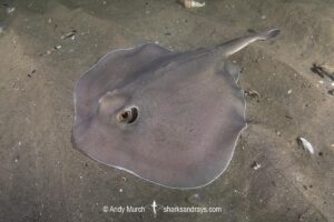 Sparsely-spotted Stingaree, Urolophus paucimaculatus. Blackman's Bay, Tasmania, Pacific Ocean.