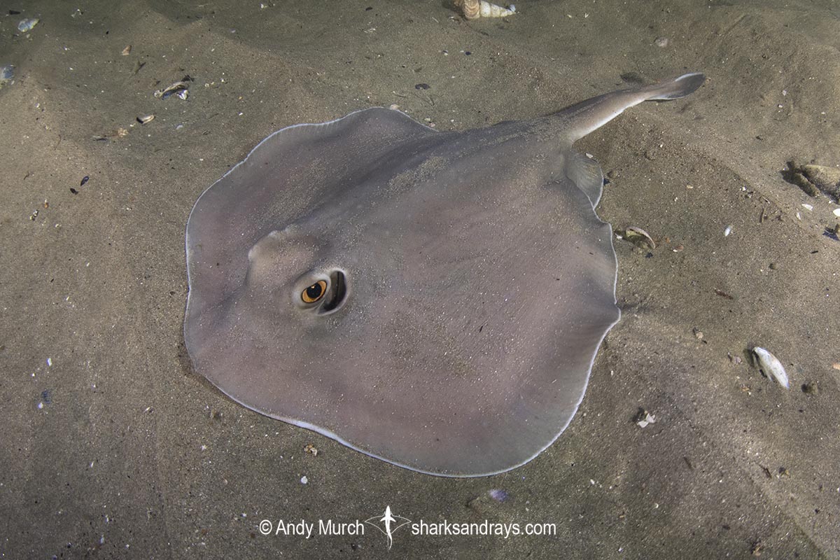 Sparsely-spotted Stingaree, Urolophus paucimaculatus. Blackman's Bay, Tasmania, Pacific Ocean.
