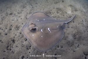 Sparsely-spotted Stingaree, Urolophus paucimaculatus. Short Beach, Derwent Estuary, Tasmania, Pacific Ocean.