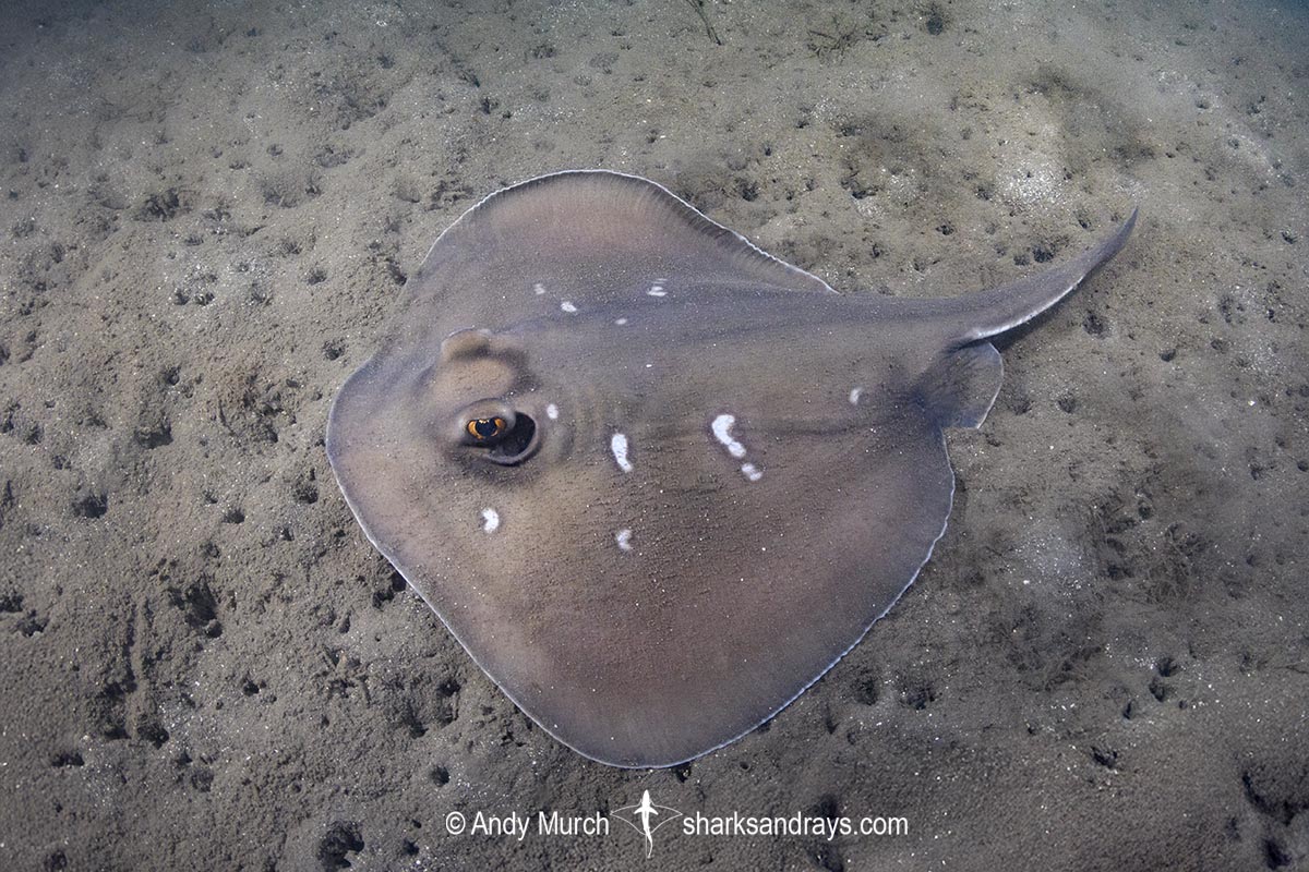 Sparsely-spotted Stingaree, Urolophus paucimaculatus. Short Beach, Derwent Estuary, Tasmania, Pacific Ocean.