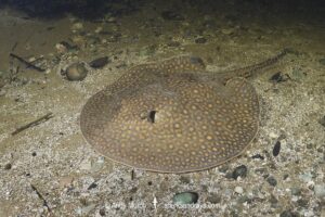Largespot River Stingray, Potamotrygon falkneri. Aka reticulated freshwater stingray. Rio Salobra, Mato Grosso do Sur, Brazil.