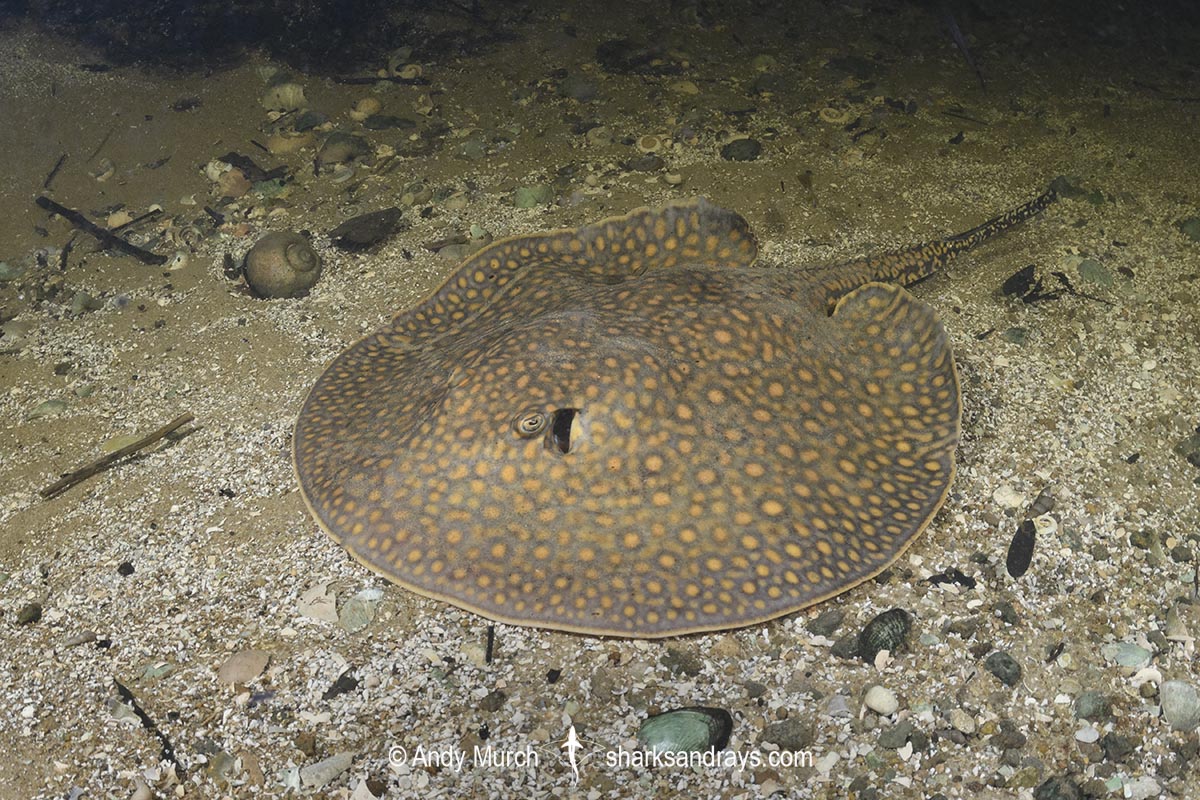 Largespot River Stingray, Potamotrygon falkneri. Aka reticulated freshwater stingray. Rio Salobra, Mato Grosso do Sur, Brazil.