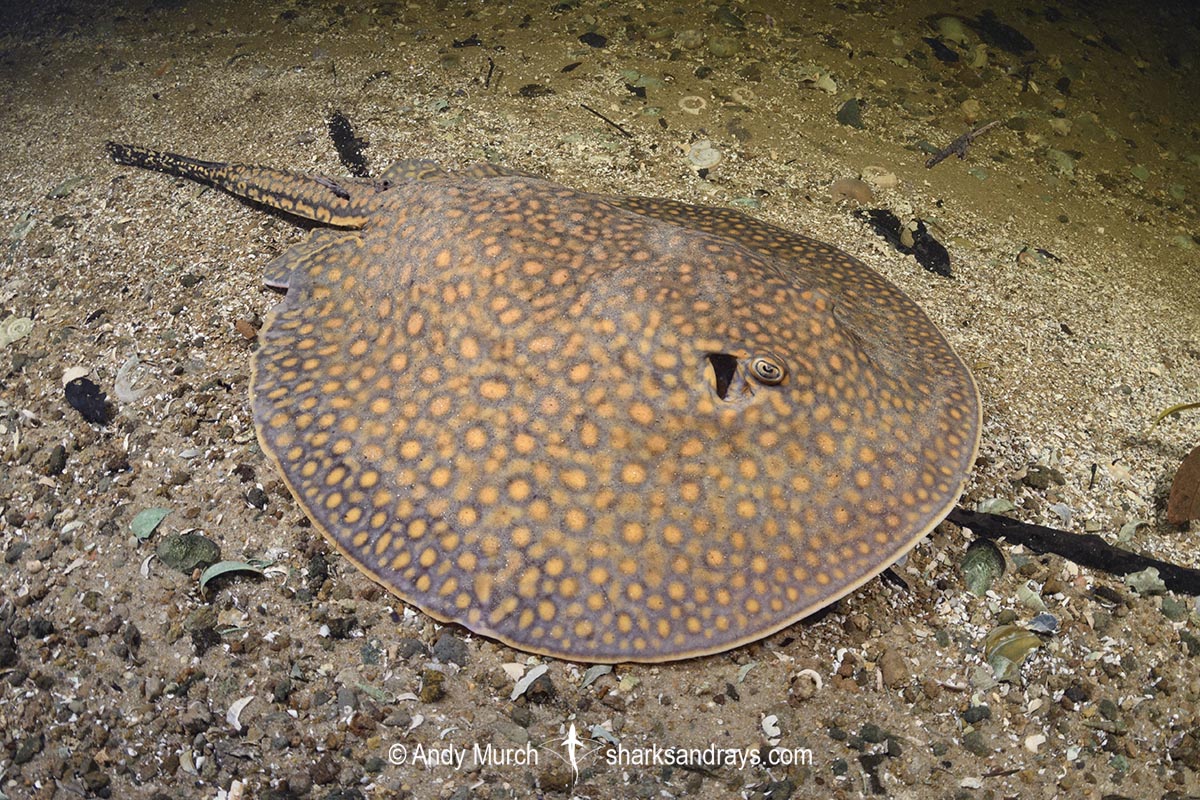 Largespot River Stingray, Potamotrygon falkneri. Aka reticulated freshwater stingray. Rio Salobra, Mato Grosso do Sur, Brazil.