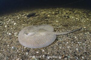 Largespot River Stingray, Potamotrygon falkneri. Aka reticulated freshwater stingray. Juvenile. Rio Salobra, Mato Grosso do Sur, Brazil.