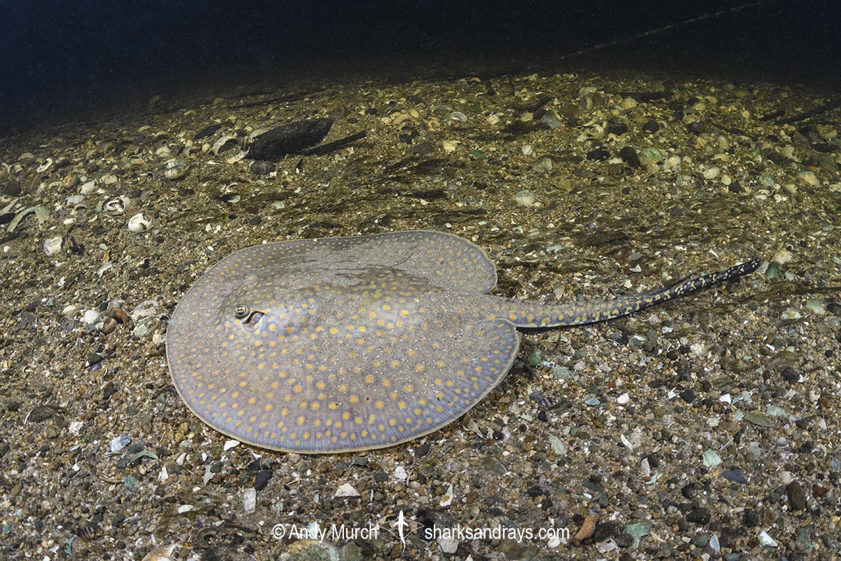 Largespot River Stingray, Potamotrygon falkneri. Aka reticulated freshwater stingray. Juvenile. Rio Salobra, Mato Grosso do Sur, Brazil.