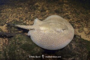 Largespot River Stingray, Potamotrygon falkneri. Aka reticulated freshwater stingray. Rio Salobra, Mato Grosso do Sur, Brazil.