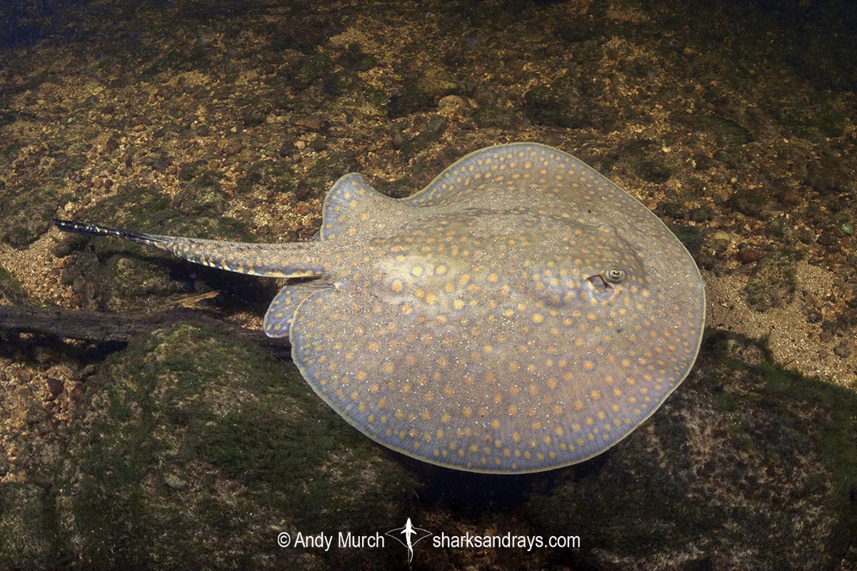 Largespot River Stingray, Potamotrygon falkneri. Aka reticulated freshwater stingray. Rio Salobra, Mato Grosso do Sur, Brazil.