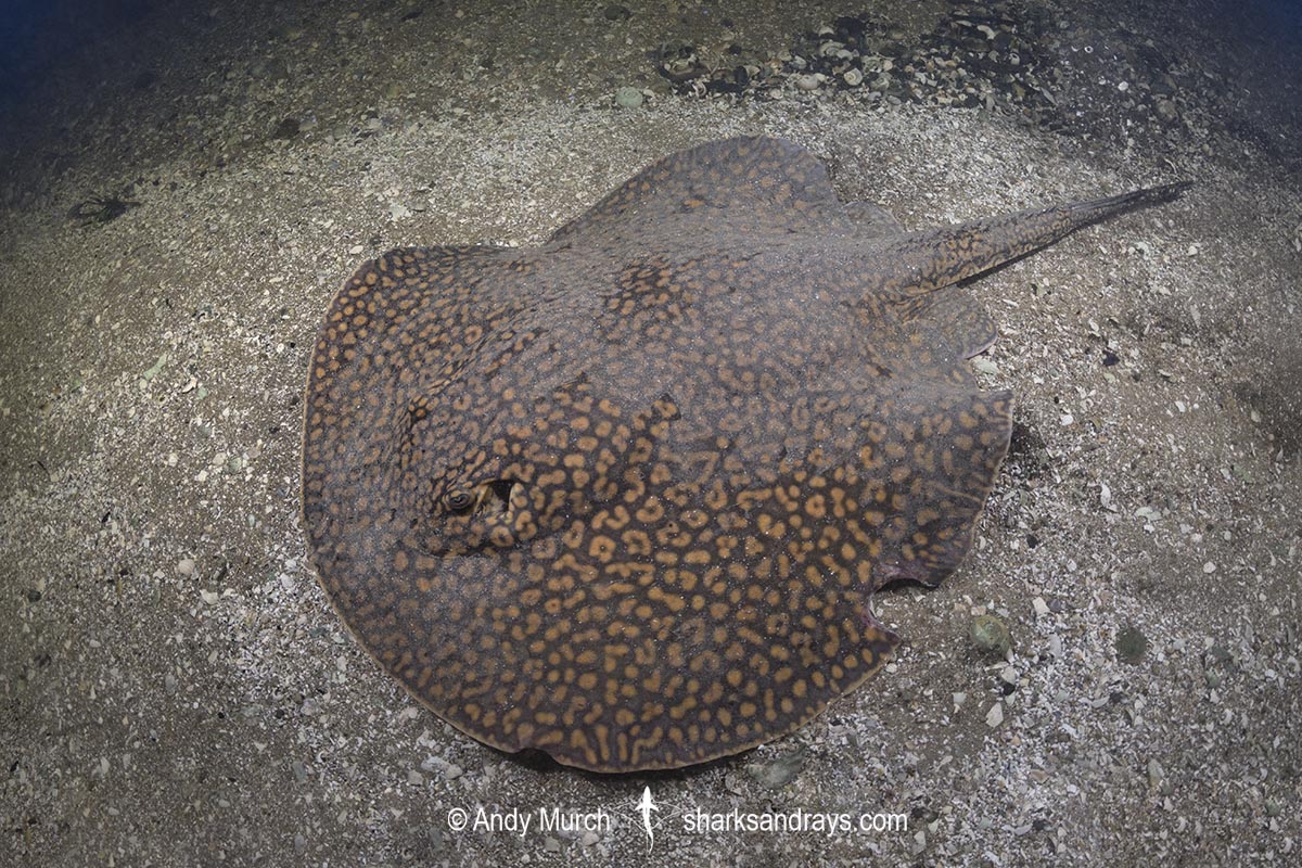 Largespot River Stingray, Potamotrygon falkneri. Aka reticulated freshwater stingray. Rio Salobra, Mato Grosso do Sur, Brazil.