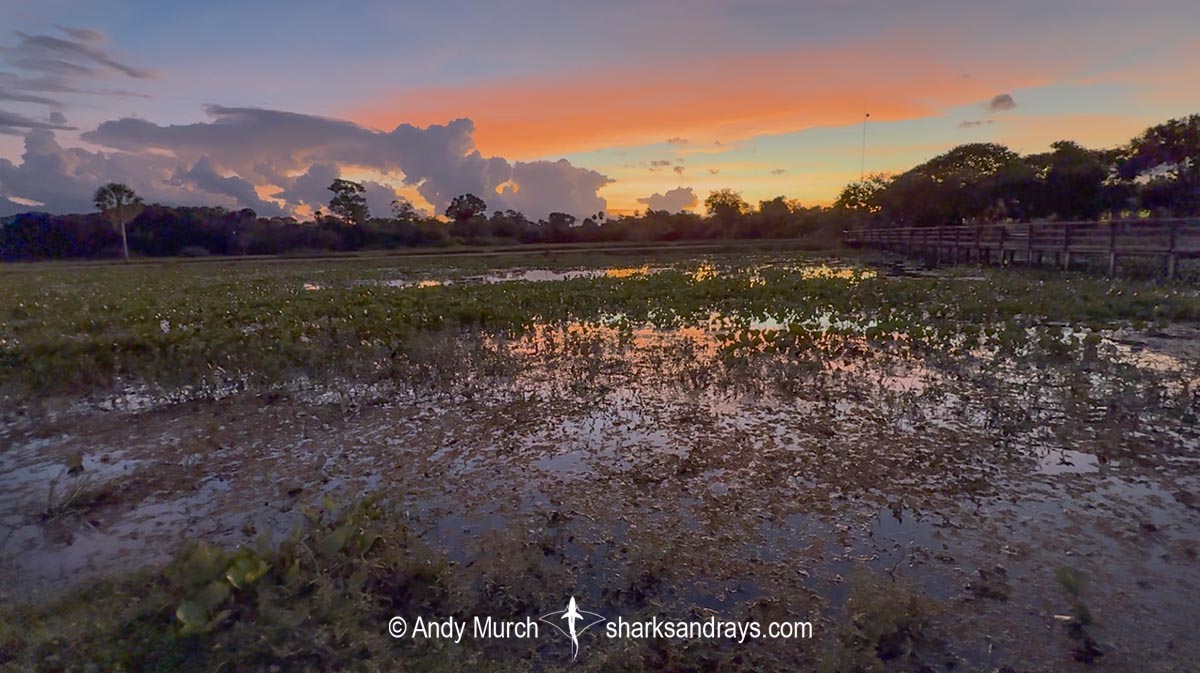Wetlands at Refugio da Ilha in Mato Grosso do Sur, Brazil.