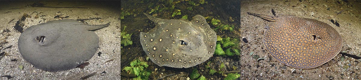 Rio Salobra Stingray Photography Field Trip Report.