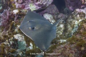 Ariake Stingray, Hemitrygon ariakensis. Minami-Osumi, Kyushu Island, Japan, Northwest Pacific Ocean.
