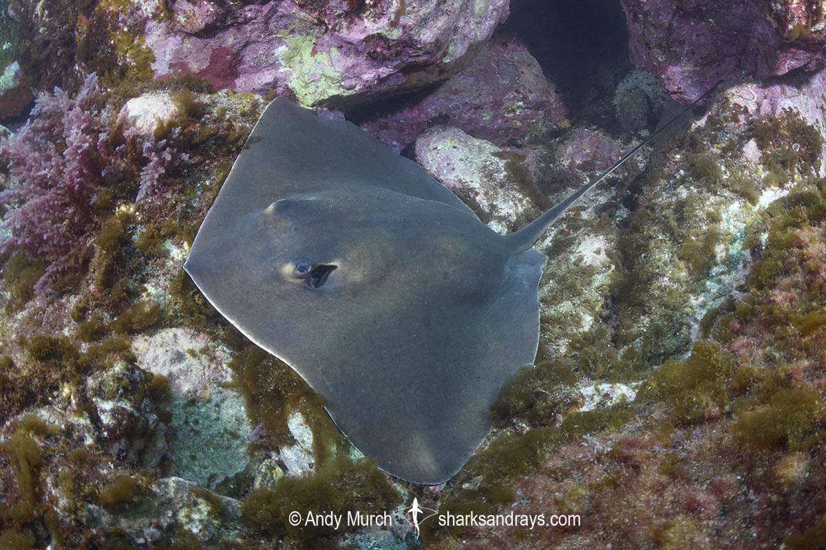 Ariake Stingray, Hemitrygon ariakensis. Minami-Osumi, Kyushu Island, Japan, Northwest Pacific Ocean.
