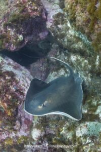 Ariake Stingray, Hemitrygon ariakensis. Minami-Osumi, Kyushu Island, Japan, Northwest Pacific Ocean.